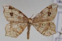 Macaria notata