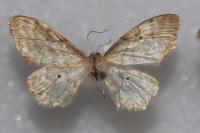 Idaea fuscovenosa