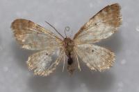 Idaea fuscovenosa