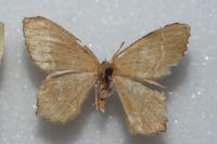 Hemithea aestivaria