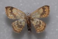 Cyclophora annularia