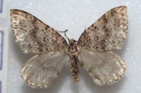 Colostygia multistrigaria