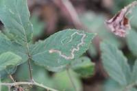 Stigmella aurella