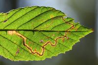 Stigmella aurella