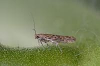 Tuta absoluta