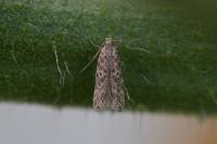 Tuta absoluta