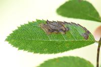 Stigmella anomalella