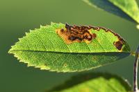 Stigmella anomalella