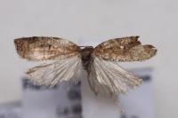 Acleris ferrugana