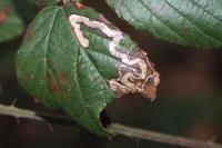 Stigmella aurella