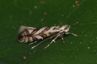 Phyllonorycter geniculella