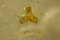 Coleophora kuehnella