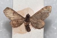 Eupithecia