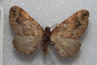 Pelurga comitata