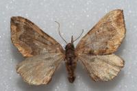 Pelurga comitata