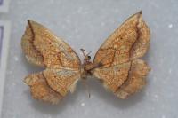 Epione repandaria