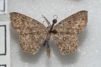 Cyclophora pendularia