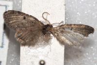 Eupithecia