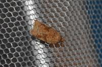 Acleris ferrugana/notana
