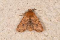 Conistra rubiginea