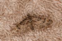 Gymnoscelis rufifasciata