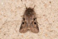 Orthosia gothica