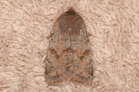 Orthosia incerta