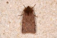Cerastis rubricosa