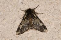 Biston strataria