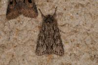 Xylocampa areola