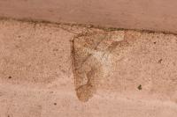 Phigaliohybernia marginaria