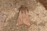 Orthosia cruda