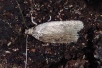 Agonopterix ciliella/heracliana