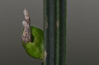 Coleophora calycotomella