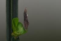 Coleophora calycotomella