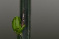 Coleophora calycotomella