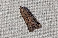 Ephestia elutella/woodiella