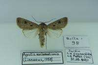 Agrotis exclamationis