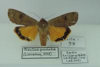 Noctua pronuba