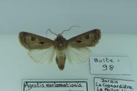 Agrotis exclamationis