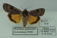 Noctua pronuba