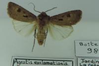 Agrotis exclamationis