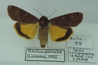 Noctua pronuba