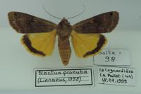 Noctua pronuba