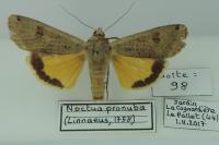 Noctua pronuba