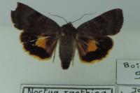Noctua janthina
