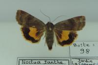 Noctua janthe