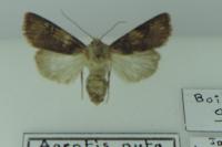 Agrotis puta
