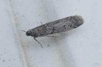 Ephestia kuehniella
