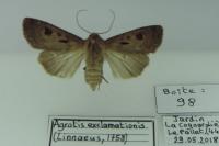 Agrotis exclamationis